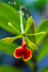 Close-up of colourful orchidaceae in Costa Rica