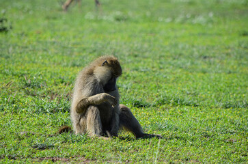 Monkey - baboon sitting in the savannah, Kenya, africa