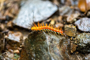 fuzzy orange stinging caterpillar in Costa Rica
