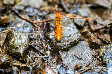 fuzzy orange stinging caterpillar in Costa Rica