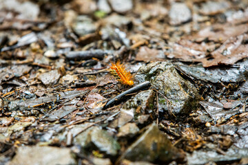 fuzzy orange stinging caterpillar in Costa Rica