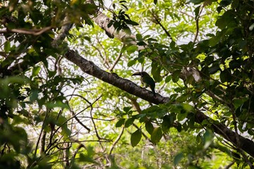 Close-up of Emerald toucanet in a tree in Monteverde, Costa Rica