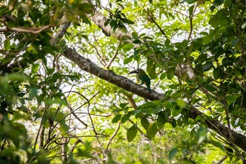Close-up of Emerald toucanet in a tree in Monteverde, Costa Rica