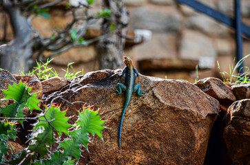 Agama agama Linnaeus - African lizard basking on a stone in the Tsavo East, Kenya, Africa