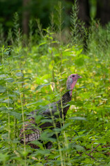 Wild turkey hiding alone in the forest.