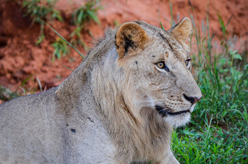 Lion lying on the red ground in Tsavo East National park, Kenya africa