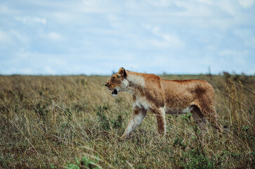 Lioness preparing to hunt, Masai Mara, Kenya, Africa