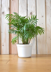 palm flower in a white pot stands on the floor on a wooden background