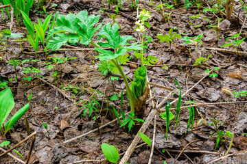 Young shoots of Hogweed in early spring - a plant that increases sensitivity to ultraviolet leading to skin burns