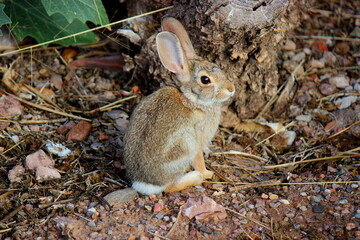 Naklejka na ściany i meble Cottontail rabbit on the ground in a garden