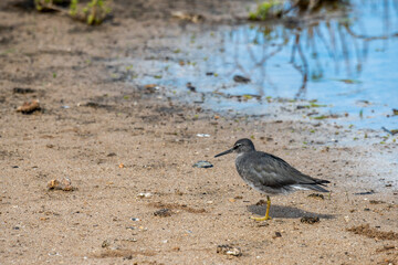 An  adult Wandering Tattler, Tringa incana in winter plumage in Hawaii