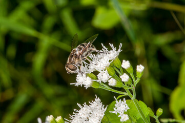 Side view of a Black-shouldered Drone Fly feeding on White Snakeroot flower.