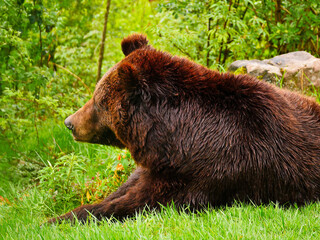 Braunbär