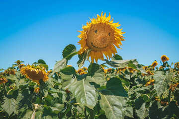 Field of sunflowers and one with a smiley face