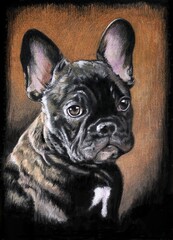 Fototapeta premium Portrait of a French bulldog dog on black card stock. The dog is brindle (brown) in color. The light is gently spreading on his head. Drawing with crayons. Orange background. 