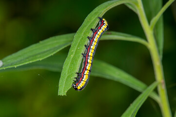 Brown-hooded owlet caterpillar on green plant leaf