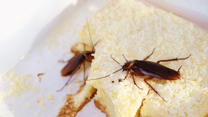 Cockroaches on sweets. Closeup of two cockroaches eating white chiffon cake Nasty diarrhea carriers...