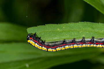Brown-hooded owlet caterpillar on green plant leaf