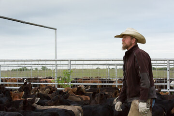 Western cattleman and rancher wearing cowboy hat in pens with calves during roundup on the beef cattle ranch