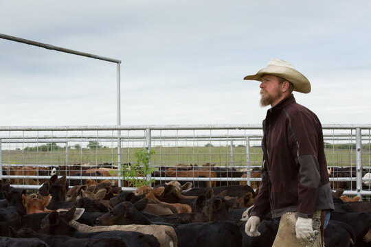 Western cattleman and rancher wearing cowboy hat in pens with calves during roundup on the beef cattle ranch