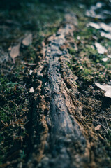 Tree root