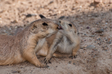 Black tailed Prairie Dogs playing