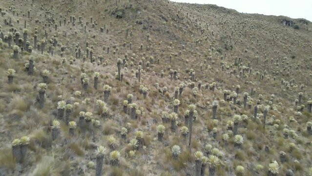 Vuelo sobre frailejones en paramo frio.