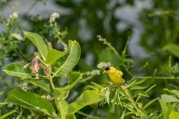 A beautiful male American Goldfinch perched on a plant stem.