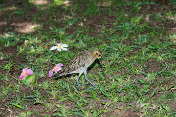 Pacific Golden Plover in non breeding plumage pulling a worm from the ground.