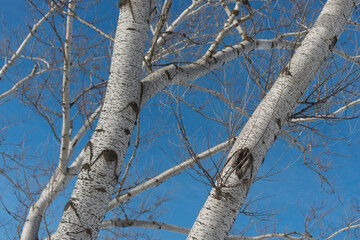 winter landscape with poplar trees on a blue sky