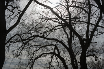 sun hidden by cloudy sky and branches of trees, winter