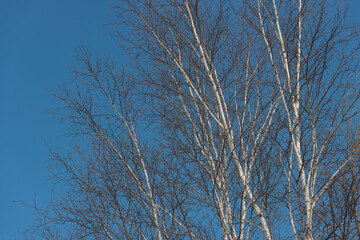 bare birch tree branches against blue sky, winter afternoon