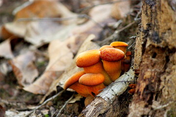 Orange mushrooms on a tree