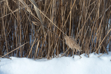 snow and reeds in winter