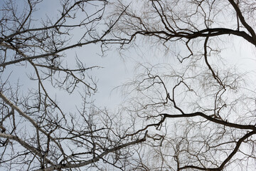 branches of trees against the sky