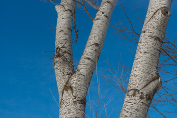 poplar tree trunk and blue sky, winter