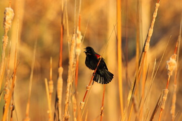 Red-winged blackbird singing perched on a cattail