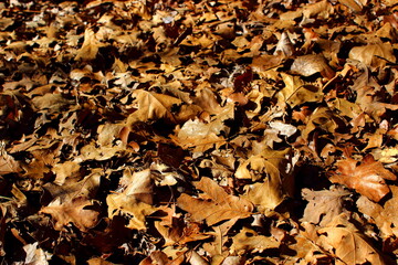 autumn oak leaves background