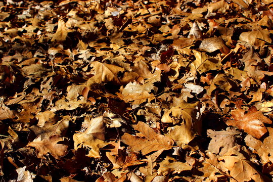autumn oak leaves background