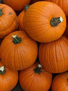 Pile of fall pumpkins ready for Halloween or Harvest festivals