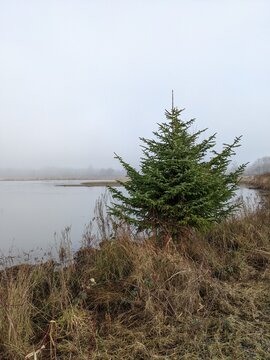Lonely evergreen Christmas tree perched at edge of wild barren landscape - it's always Christmas somewhere