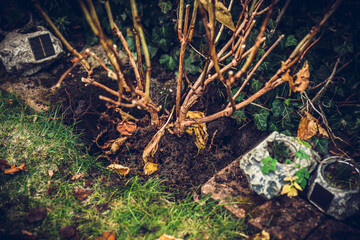 Transplanting flowers and plants. The concept of working in the garden, caring for the garden. Transplanting flowers and caring for plants to grow. Beautiful garden. Digging out ground and soil.