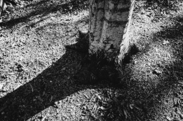 Black and white birch