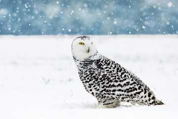 Snowy owl, Bubo scandiacus, perched in snow during snowfall. Arctic owl surrounded by snowflakes. Beautiful white polar bird with yellow eyes. Winter in wild nature habitat.