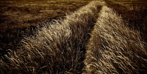 coast,north sea,küste,nordsee,deichvorland