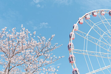 Beautiful pink cherry blossoms and pink Ferris wheel isolated with blue sky background, spring...