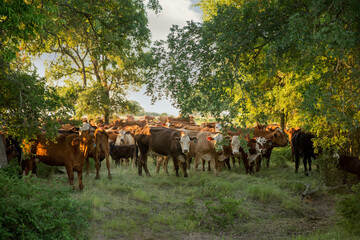 Herd of cow calf pairs in pasture at sunrise on the beef cattle ranch © Carrie