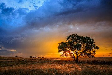 Tree on range land, covered in natural grasses, at sunrise during a storm on a cattle ranch 