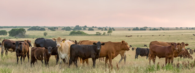 Herd of cow and calf pairs on pasture on the beef cattle ranch, at sunset, just before hot fence weaning occurred - Powered by Adobe