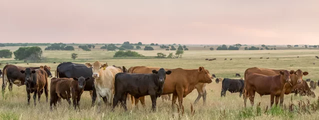 Foto op Aluminium Herd of cow and calf pairs on pasture on the beef cattle ranch, at sunset, just before hot fence weaning occurred © Carrie